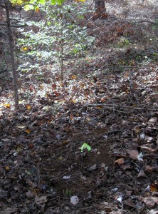 2-Halloween 2015 Powhatan Park Cleanup, invasive removals and planting 018 (5)